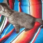 Egyptian Mau, Smoke, female, DOB 8-13-17