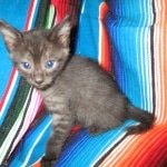 Egyptian Mau, Smoke, female, DOB 8-13-17