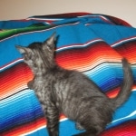 Egyptian Mau, Smoke, female, DOB 8-13-17