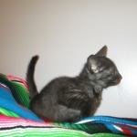 Egyptian Mau, Smoke, female, DOB 8-13-17