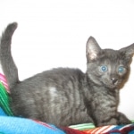 Egyptian Mau, Smoke, female, DOB 8-13-17