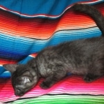 Egyptian Mau, Smoke, female, DOB 8-13-17