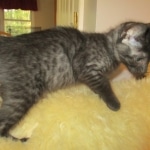 Egyptian Mau, Smoke, female, DOB 8-13-17