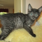 Egyptian Mau, Smoke, female, DOB 8-13-17