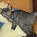 Egyptian Mau, Smoke, female, DOB 8-13-17