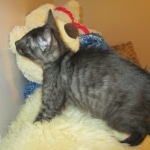 Egyptian Mau, Smoke, female, DOB 8-13-17