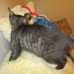 Egyptian Mau, Smoke, female, DOB 8-13-17