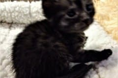 Keva Egyptian Mau Smoke female DOB 8-3-19