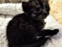 Keva Egyptian Mau Smoke female DOB 8-3-19