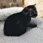 Mau, Smoke, Female, DOB 8-3-19