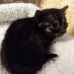 Mau, Smoke, Female, DOB 8-3-19