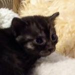 Mau, Smoke, Female, DOB 8-3-19