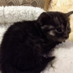 Mau, Smoke, Female, DOB 8-3-19