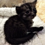 Mau, Smoke, Female, DOB 8-3-19