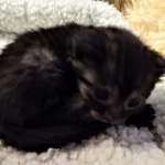 Mau, Smoke, Female, DOB 8-3-19