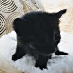 Mau, Smoke, Female, DOB 8-3-19