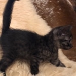 Mau, Smoke, Female, DOB 8-3-19