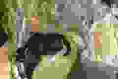 Mau Mau (Little Maui) Egyptian Mau, Smoke Female DOB 8/13/17 Furrever spots