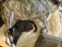 Mau Mau (Little Maui) Egyptian Mau, Smoke Female DOB 8/13/17 Furrever spots