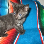 Egyptian Mau, Smoke, Female DOB 8-13-17