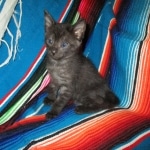 Egyptian Mau, Smoke, Female DOB 8-13-17