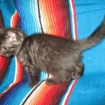 Egyptian Mau, Smoke, Female DOB 8-13-17