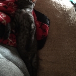 Mau Mau, Little Maui Egyptian Mau, Smoke, Female DOB 8-13-17