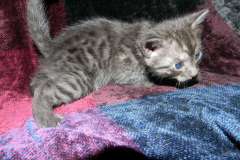 Soot Egyptian Mau Smoke Male #1 big spots DOB 6/9/15