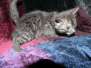 Soot Egyptian Mau Smoke Male #1 big spots DOB 6/9/15