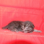 Egyptian Mau DOB 6/9/15 Smoke Male