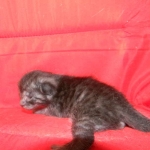 Egyptian Mau DOB 6/9/15 Smoke Male