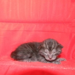 Egyptian Mau DOB 6/9/15 Smoke Male