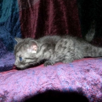 Egyptian Mau DOB 6/9/15 Smoke Male