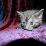 Egyptian Mau DOB 6/9/15 Smoke Male