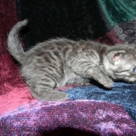 Egyptian Mau DOB 6/9/15 Smoke Male