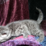 Egyptian Mau DOB 6/9/15 Smoke Male