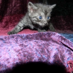 Egyptian Mau DOB 6/9/15 Smoke Male