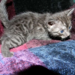 Egyptian Mau DOB 6/9/15 Smoke Male