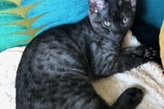 Jasper Egyptian Mau Smoke Male #1 DOB 10-13-20