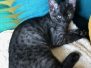 Jasper Egyptian Mau Smoke Male #1 DOB 10-13-20
