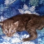 Mau, Smoke, Male, DOB 10-13-20