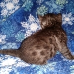Mau, Smoke, Male, DOB 10-13-20