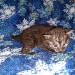 Mau, Smoke, Male, DOB 10-13-20