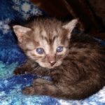 Mau, Smoke, Male, DOB 10-13-20