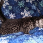 Mau, Smoke, Male, DOB 10-13-20