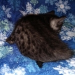 Mau, Smoke, Male, DOB 10-13-20