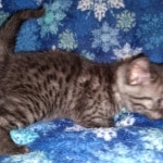 Mau, Smoke, Male, DOB 10-13-20