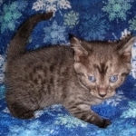 Mau, Smoke, Male, DOB 10-13-20