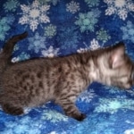 Mau, Smoke, Male, DOB 10-13-20