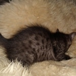 Mau, Smoke, Male, DOB 10-13-20